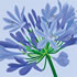 SUMM/C010: agapanthus