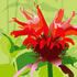 SUMM/C009: bergamot
