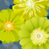 SUMM/C012: zinnias