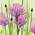 ALL/C004: chives