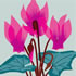 AUT/C006: cyclamen