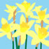 SPR/C001: daffodils