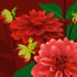 SUMM/C004: red dahlia