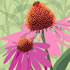 SUMM/C008: echinacea