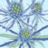 AUT/C005: eryngium