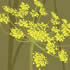 AUT/C002: fennel