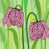 SPR/C006: fritillary