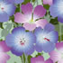 SUMM/C024: geranium