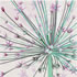 ALL/C002: giant allium
