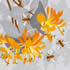 SUMM/C018: honeysuckle