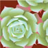 SUMM/C005: houseleek