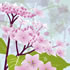 SUMM/C020: hydrangea