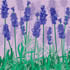 SUMM/C003: lavender