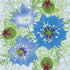 SUMM/C019: nigella