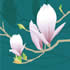 SPR/C013: magnolia