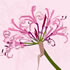 AUT/C008: nerine