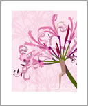 AUT/AP008: nerine