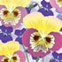 SPR/C008: pansies