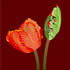 SPR/C012: parrot tulip