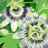 SUMM/C011: passionflower