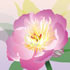 SUMM/C021: peony