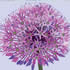 ALL/C006: purple allium II