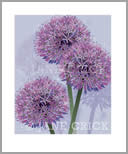 ALL/AP006: purple allium II