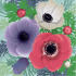 SPR/C016: anemones