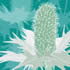 AUT/C001: sea holly