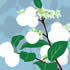 AUT/C004: snow berry