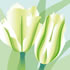 SPR/C009: green tulip