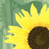 SUMM/C007: sunflower