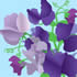SUMM/C006: sweet peas
