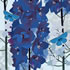SUMM/C013: delphiniums