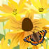 SUMM/C016: rudbeckia