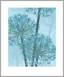 ALL/AP001: winter allium