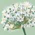 ALL/C005: white allium