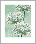 ALL/AP005: white allium